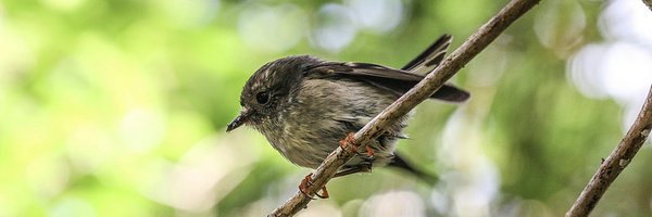 SquawkSquadNZ Profile Banner