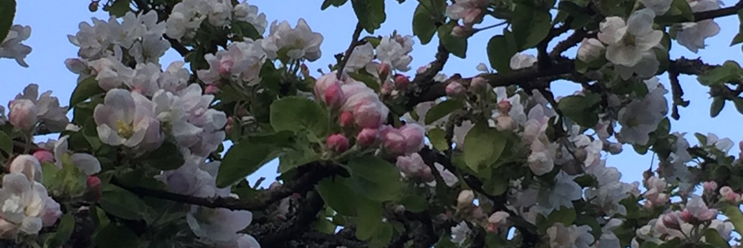 Taina Lampela-Helin banner