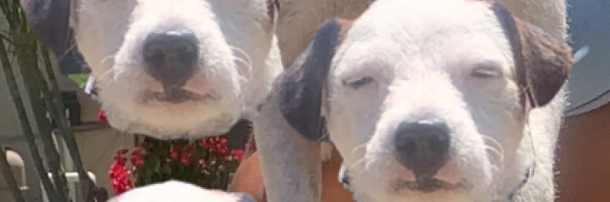 TashaSaenz's profile banner image