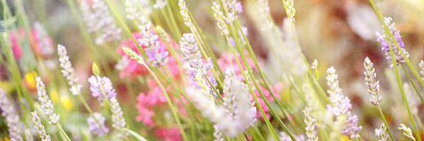 ariniar Profile Banner