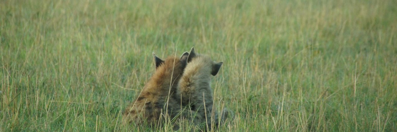 Pawstitute54's profile banner image