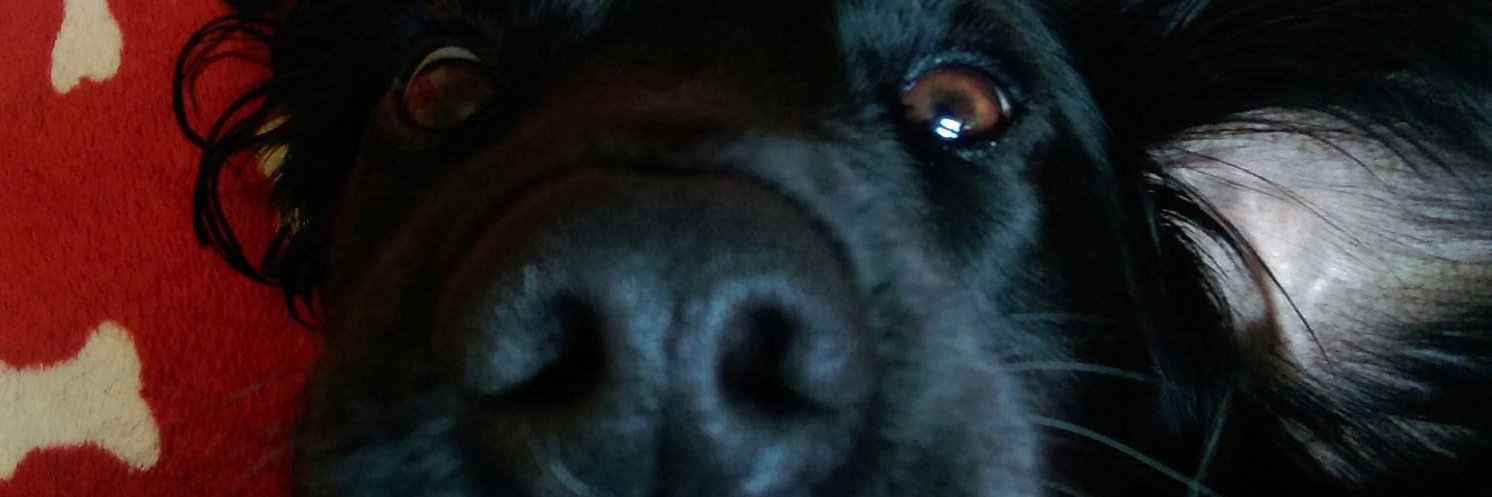RaggyMess's profile banner image
