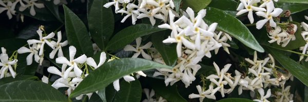 candiceswebber Profile Banner