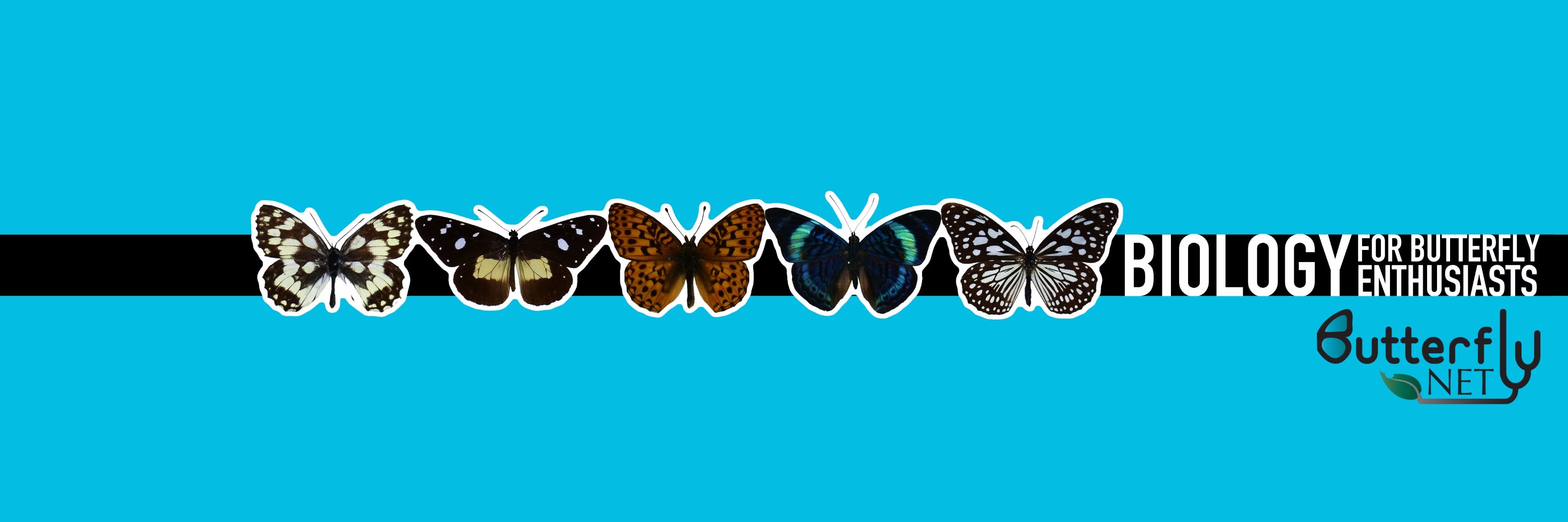 ButterflyNet banner