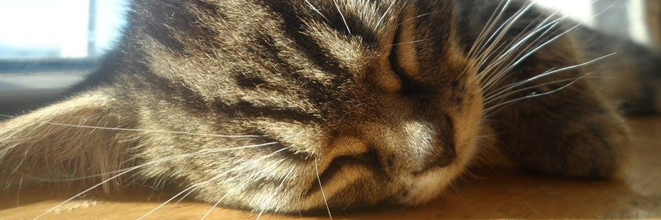 buntyakajenny's profile banner image