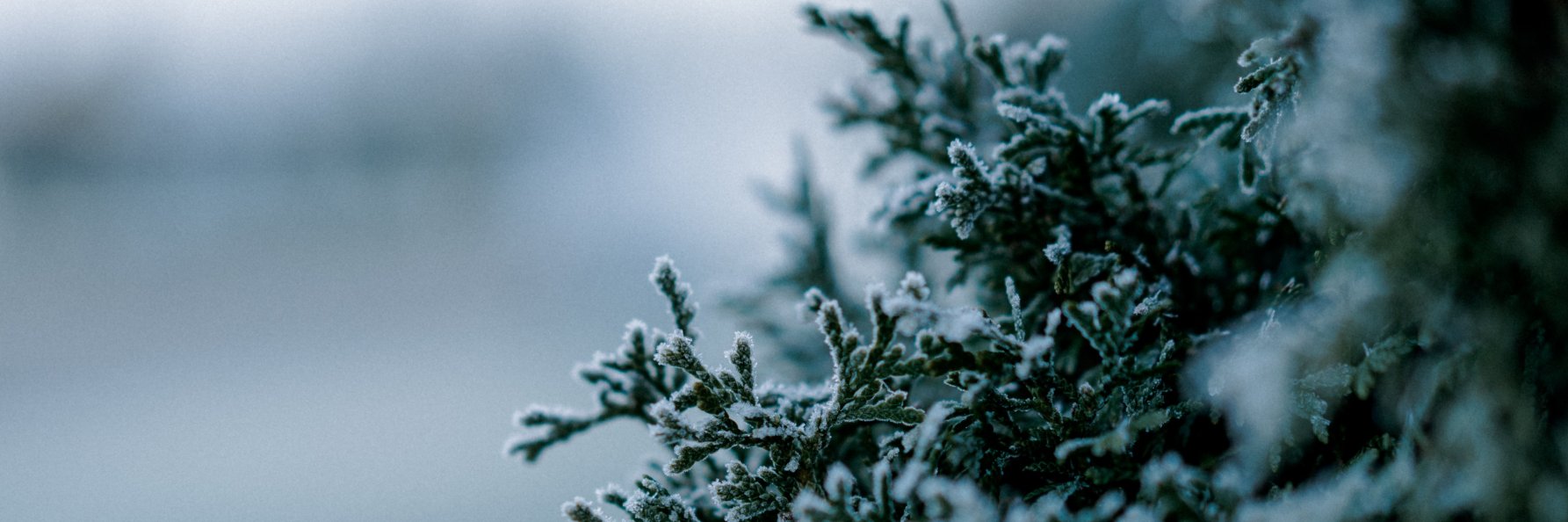 Inga Pflaumer banner