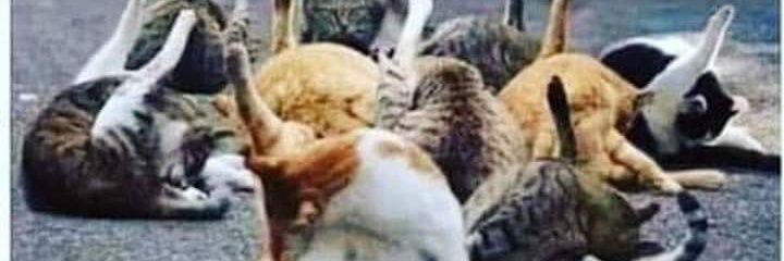cuervodealsina's profile banner image
