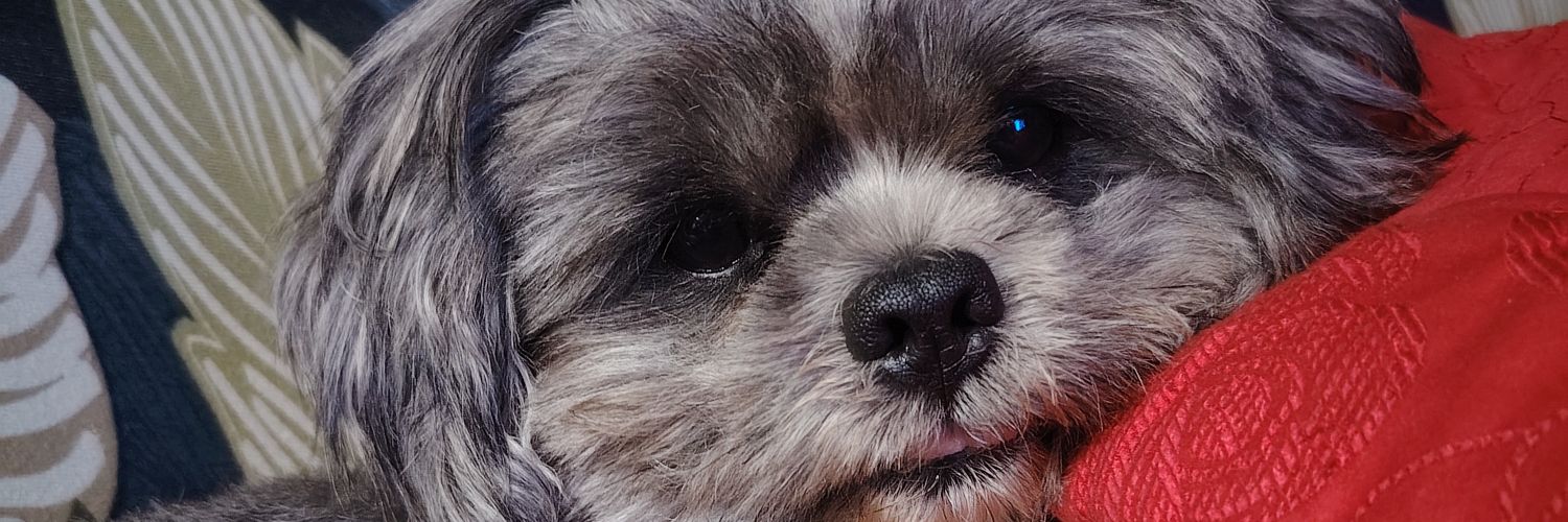 itsmedimikits's profile banner image
