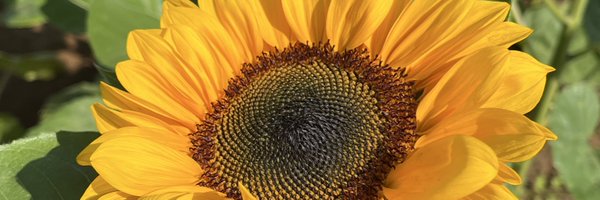 avirluv_ Profile Banner