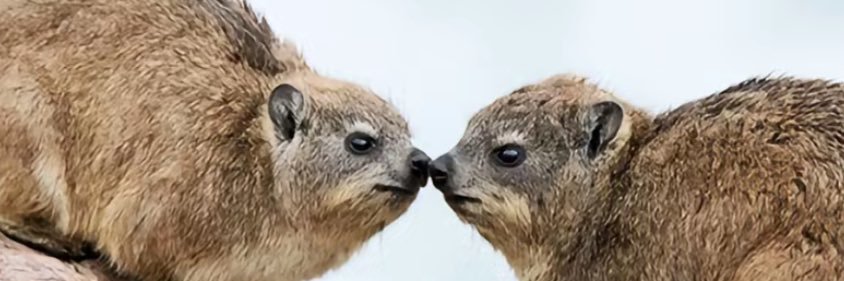 IzzLewis's profile banner image
