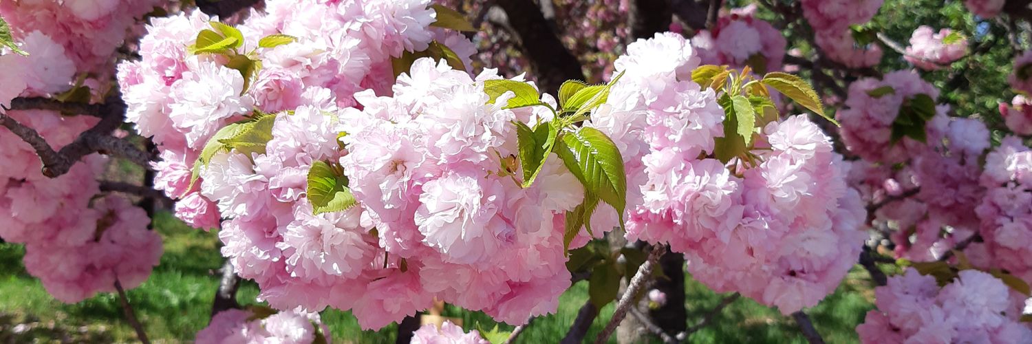 かい banner