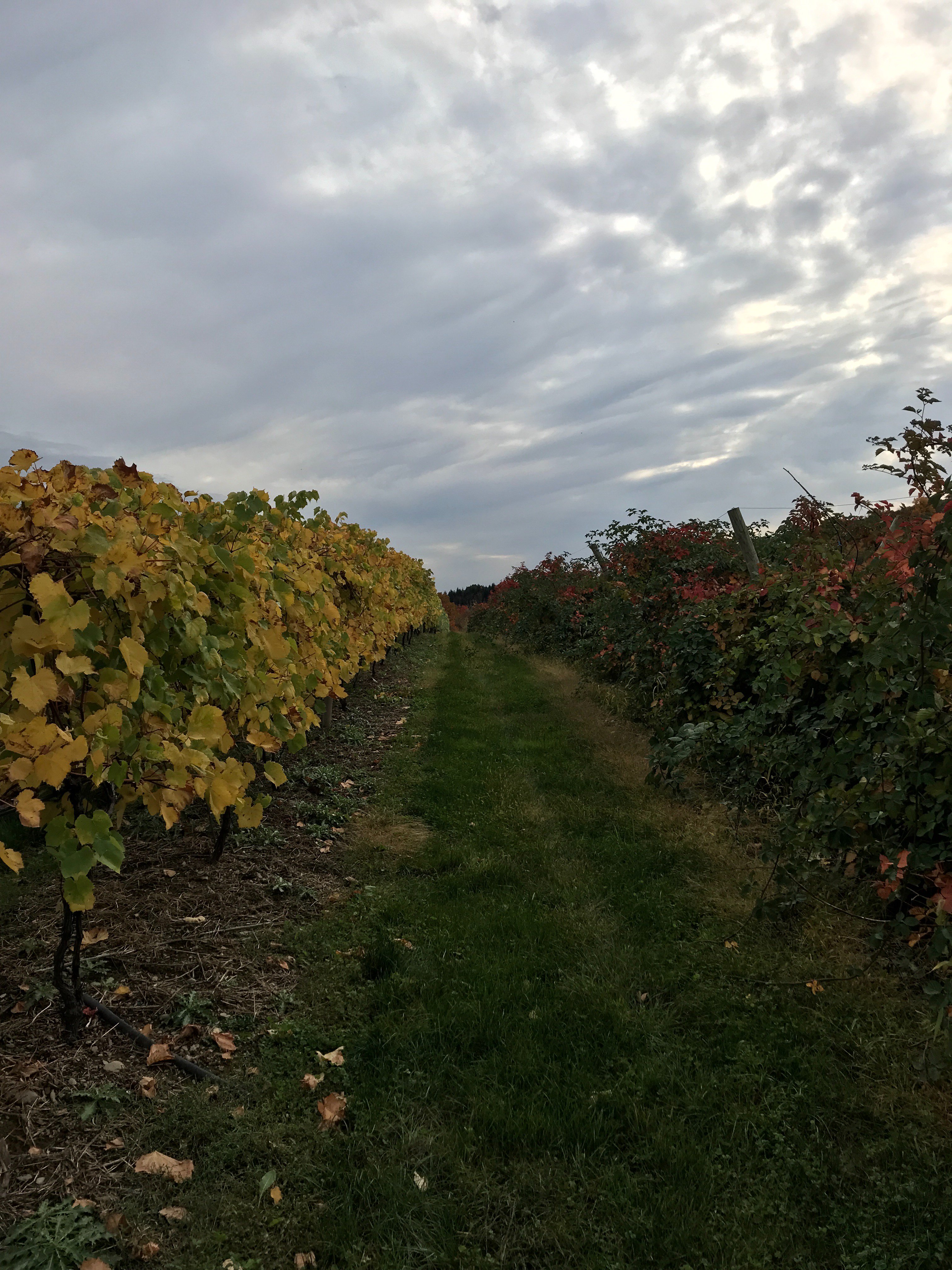 Nostrano Vineyards banner