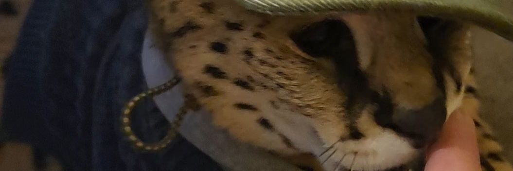 Pouncer the Cat banner