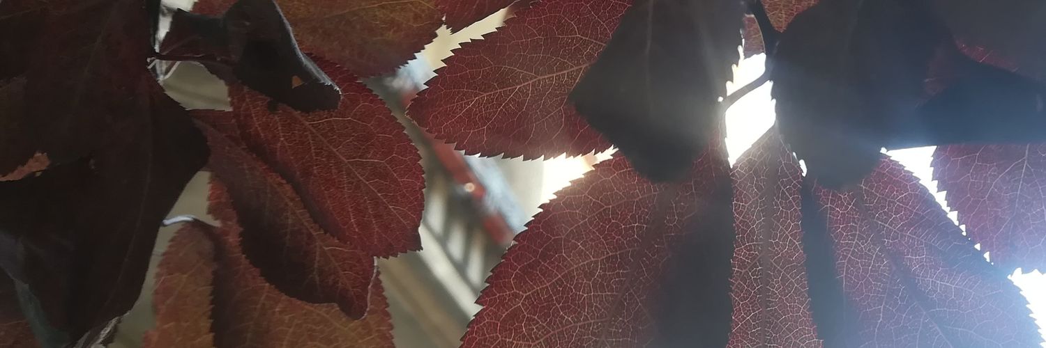 DilayDoganay's profile banner image
