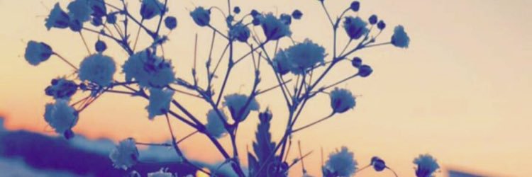 Hananioioio's profile banner image