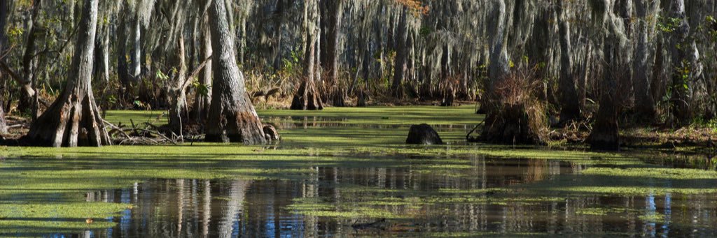 nicegatorboy's profile banner image