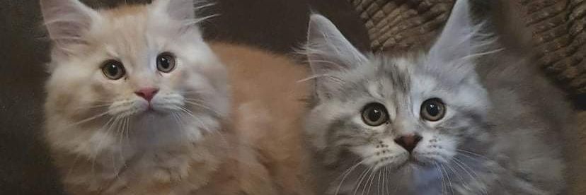 McHughSam's profile banner image