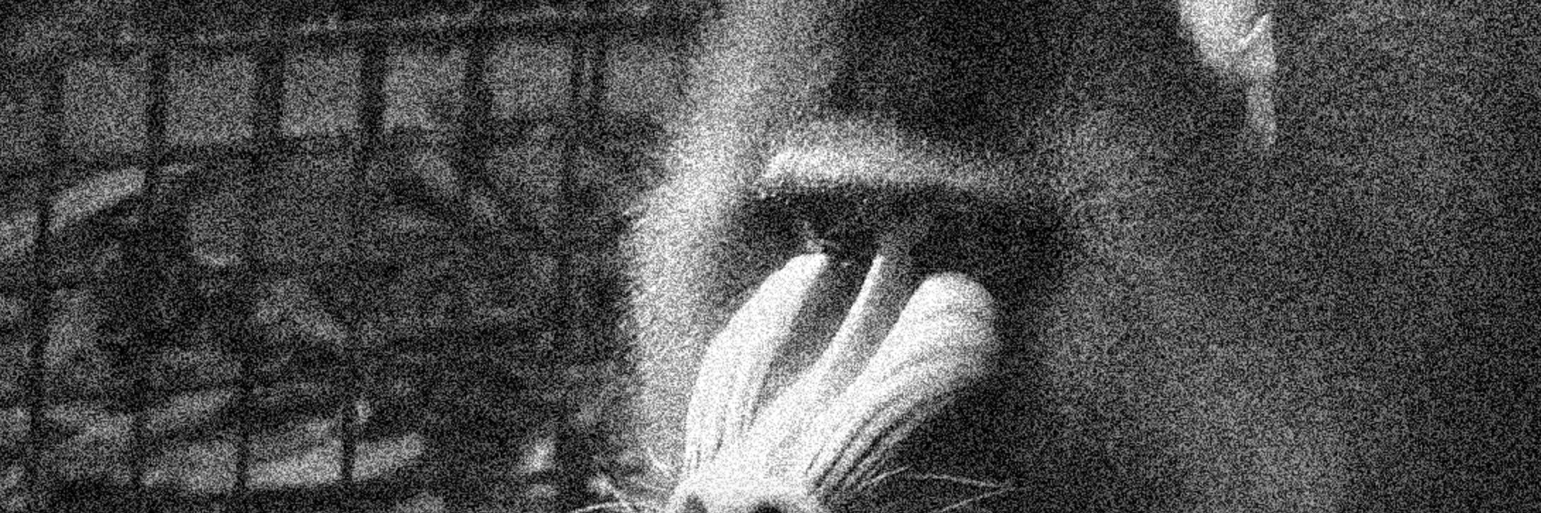 signext2recit's profile banner image