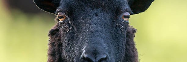 🇫🇷 pasrodique. banner