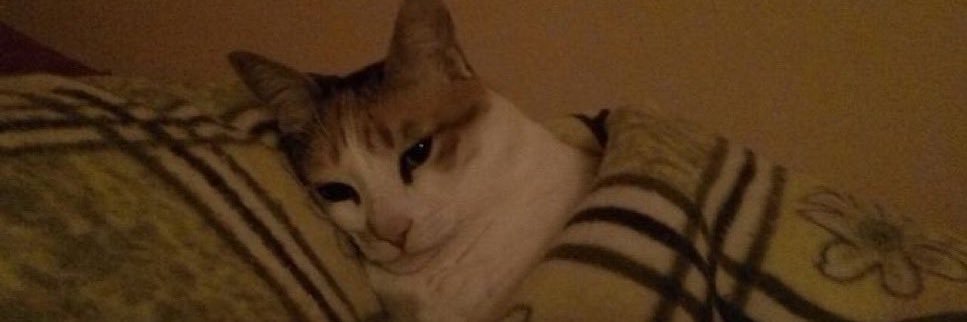 iamcatfather's profile banner image