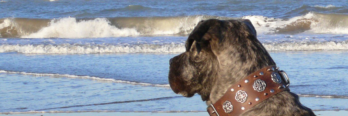 acudecontodo's profile banner image