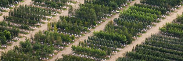 Barchamtrees Profile Banner