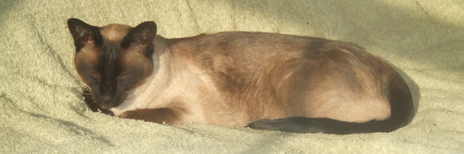 Deborah Marson banner