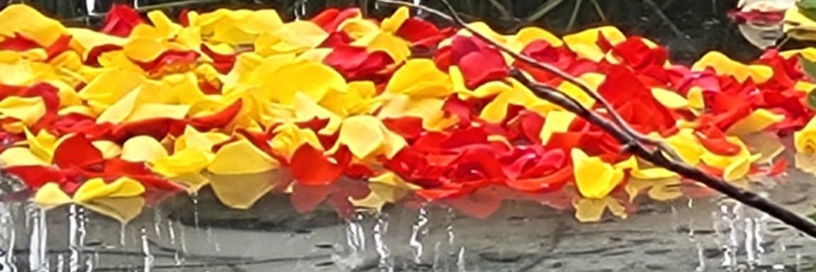 🇨🇦👂🏻🧠🦫🌻🐰🪷💐WandaSteeves🌾🌷🐝🦧🐩🌍🕊 banner