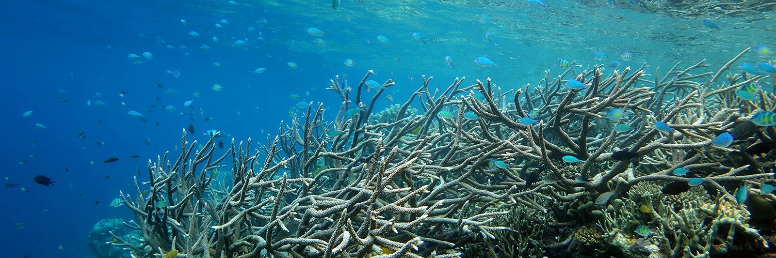 Coral Sea Foundation banner