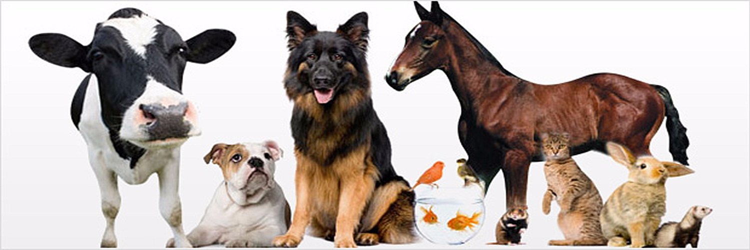 Samos Animal Welfare banner