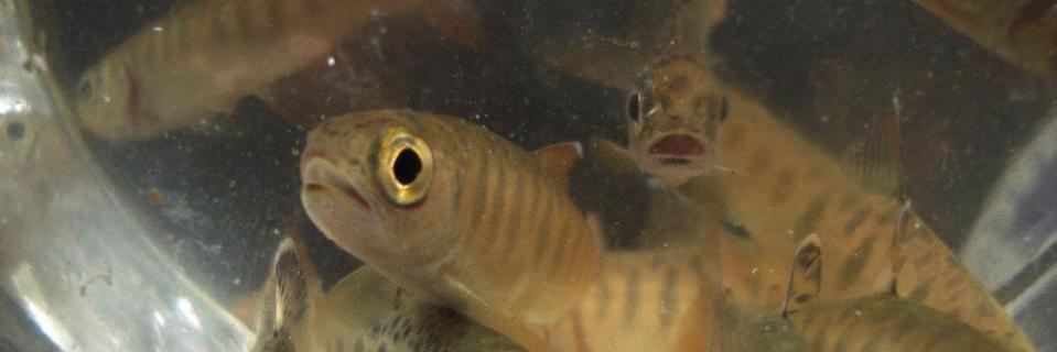 LEPS_Langley's profile banner image