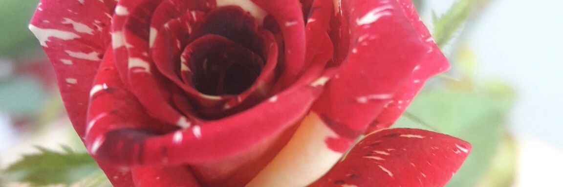 kimberlyn_faz's profile banner image