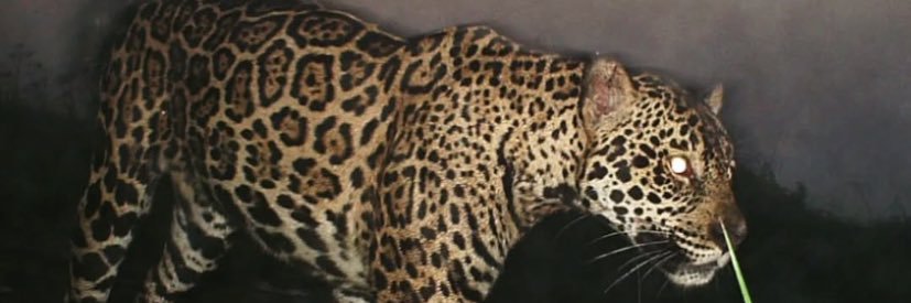 Aziiiizmnf's profile banner image