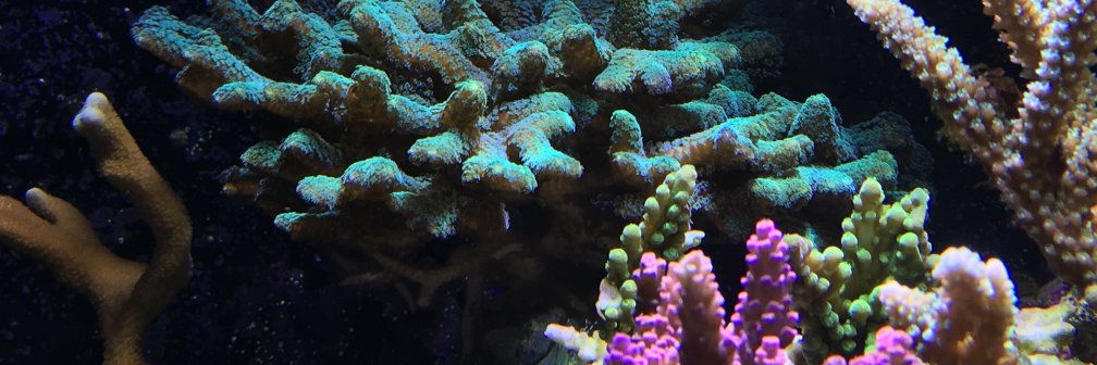 ReefSpy's profile banner image
