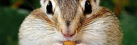 chipmunktalks's profile banner image