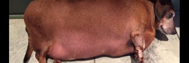 My Dog Is Fat (Fat Dog Acceptance Movement) banner