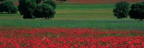 CoovimagSca Profile Banner