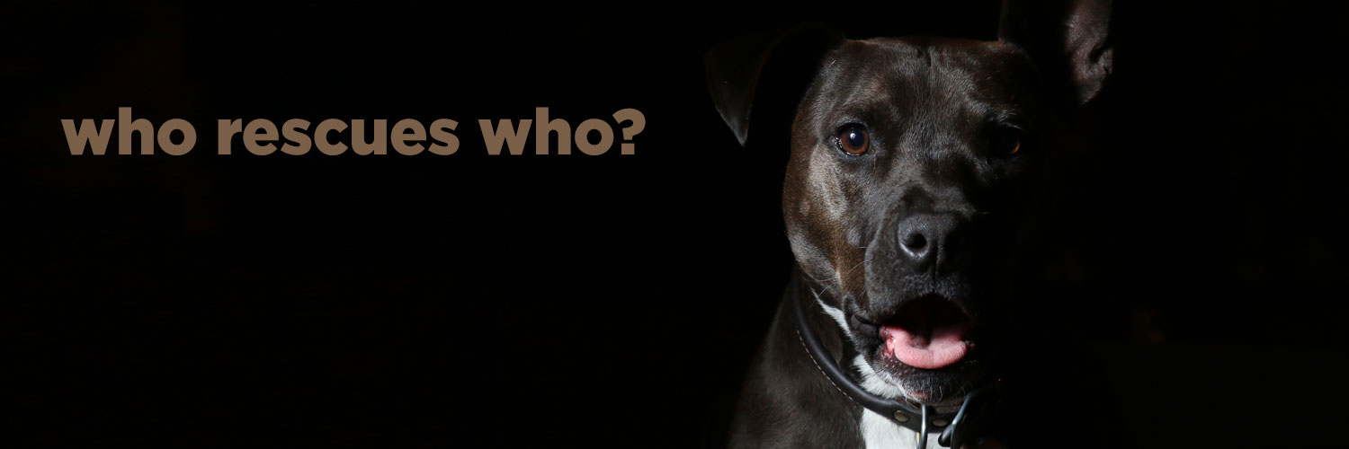 RescueDogsUSA's profile banner image