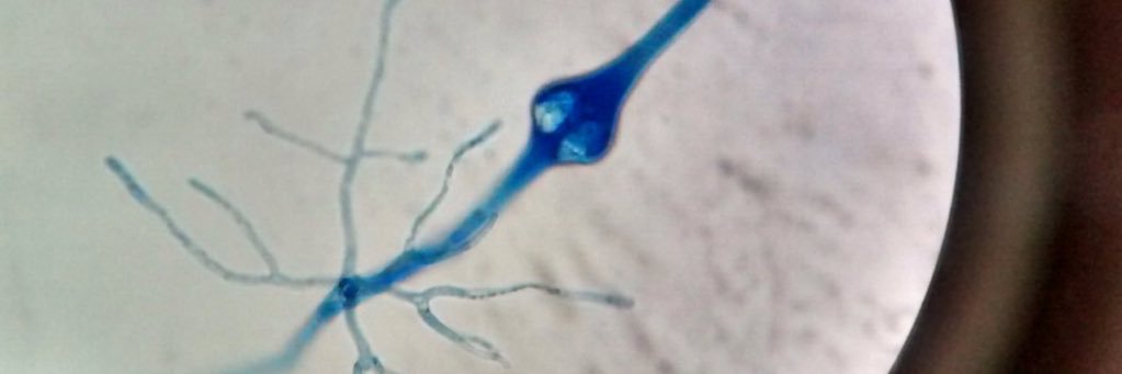 Claudia M Parra G banner