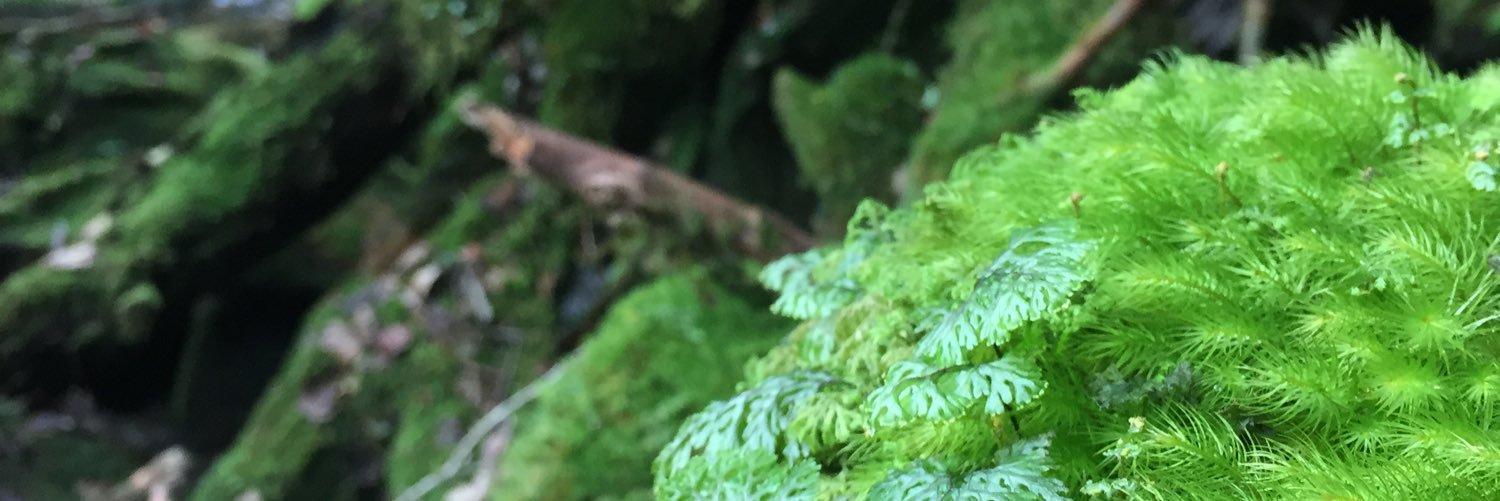 HamstarMelon's profile banner image