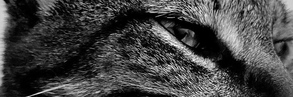 CeceNyaan's profile banner image