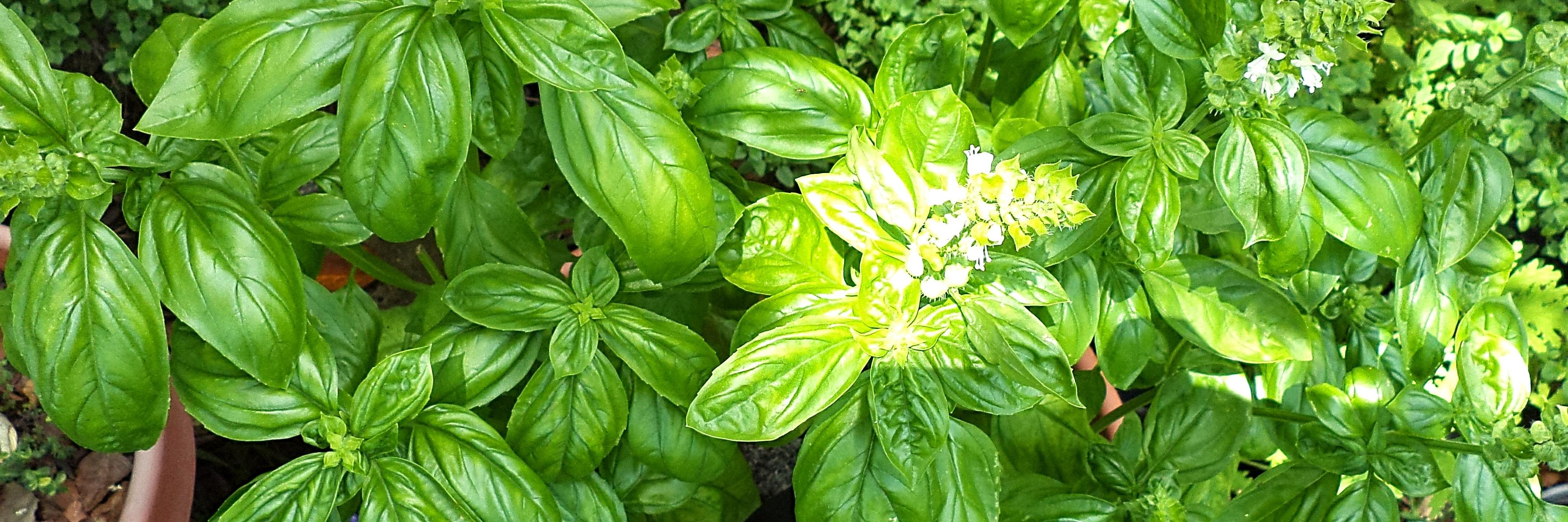 BasilBuzzcom's profile banner image
