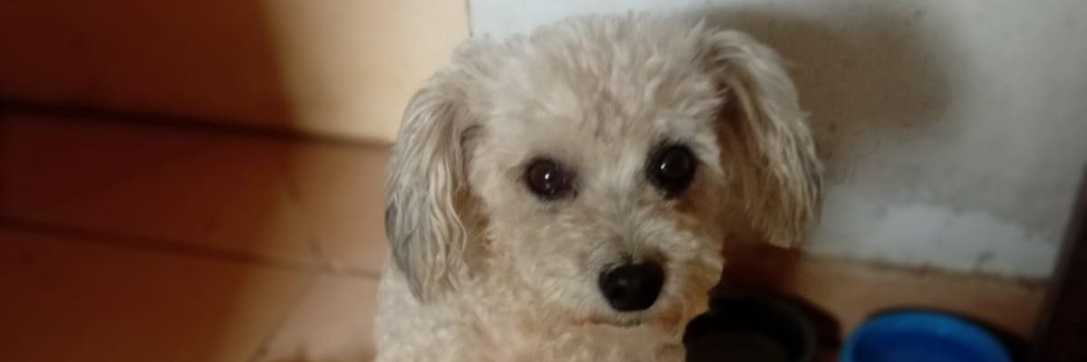 vera_damariss's profile banner image
