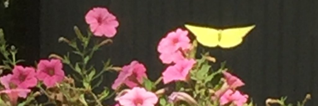 Eve Castle, Poet/Writer, also at 🦋 banner