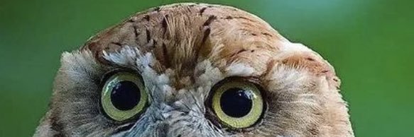Nyevit's profile banner image