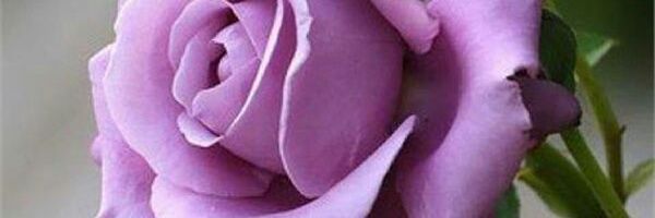 methaq_school's profile banner image