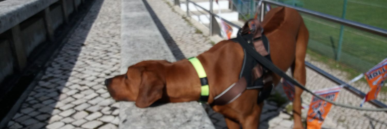 ebbonito's profile banner image