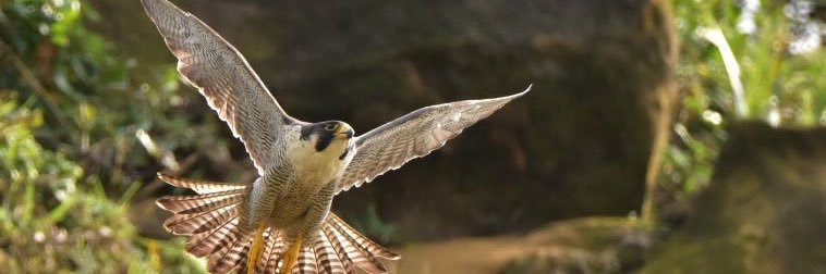 卡祖 (かず)@慢烏龜 banner