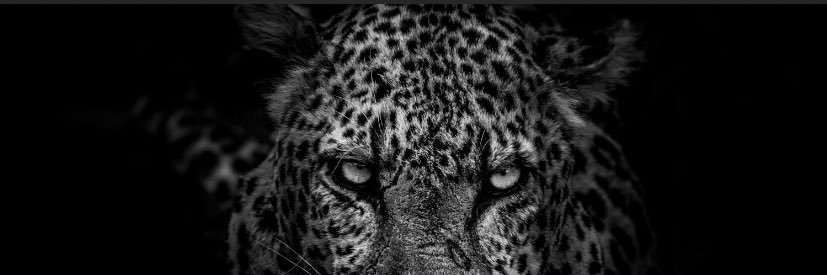 saandra796's profile banner image