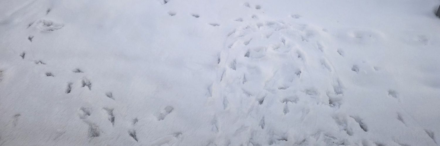 MPower 🇨🇦 banner